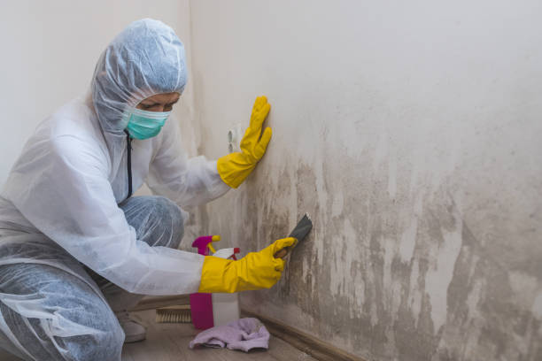 Best Industrial Mold Remediation  in Willmsburg, IA