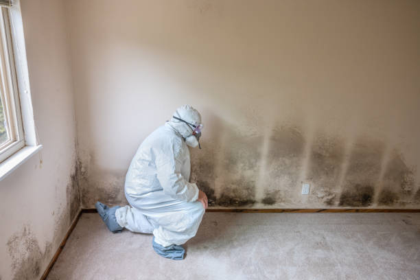 Best Mold Prevention Services  in Willmsburg, IA