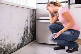 Professional Mold Remediation in Williamsburg, IA